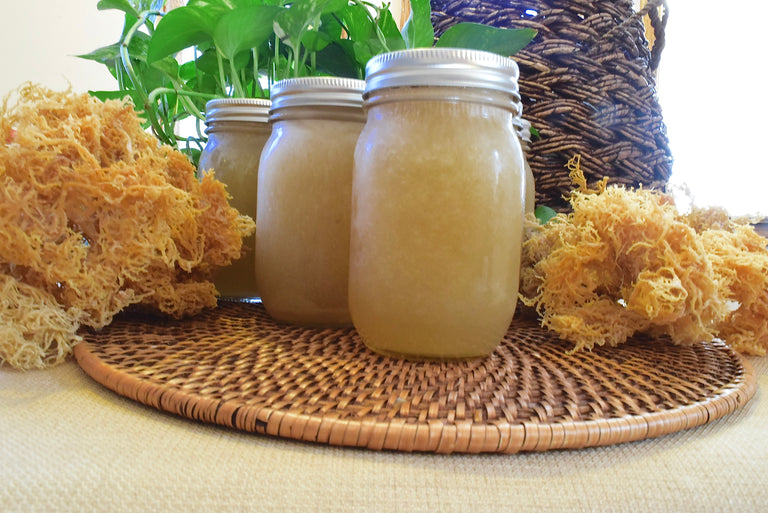 Sea Moss Gel Wildcrafted Sea Moss For Sale 16 Oz Jar Sea Moss Bulk Originally Yours Online
