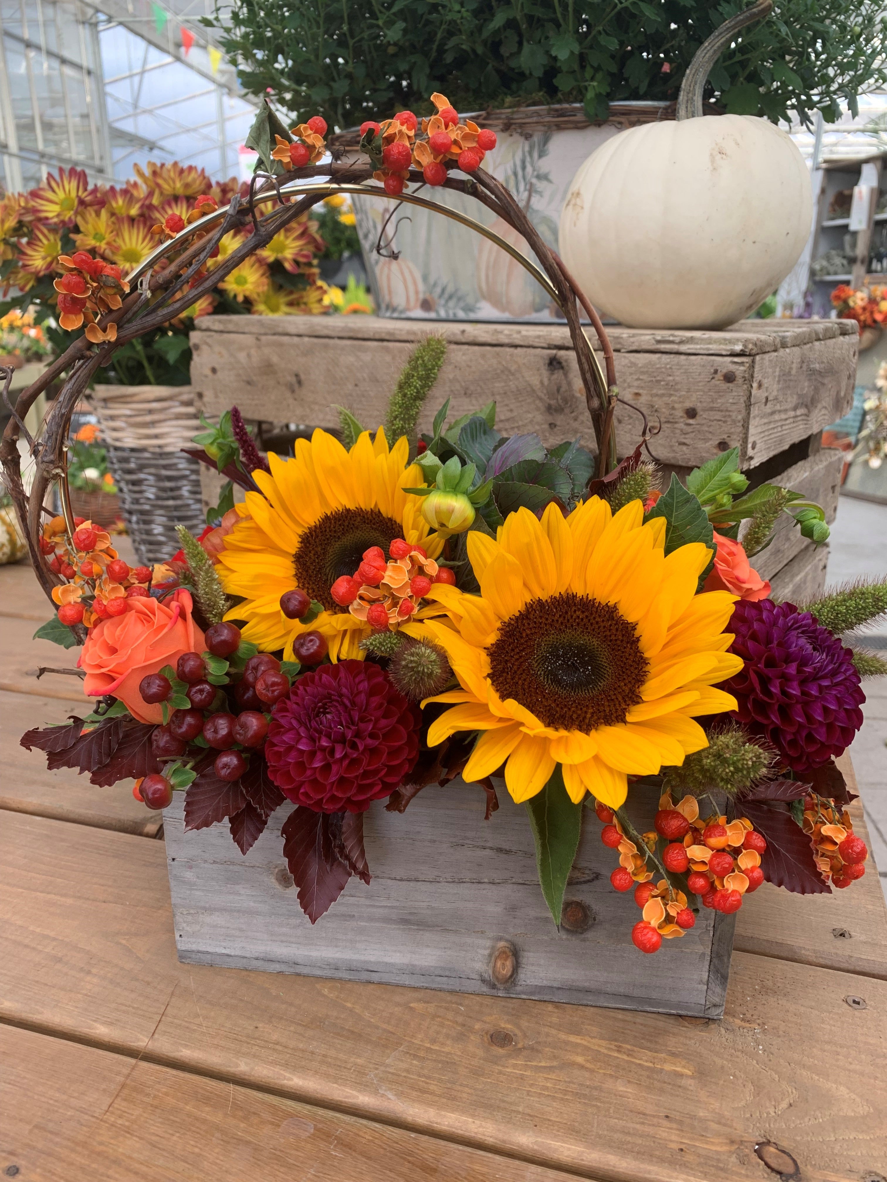 Collections Sun Harvest Greenhouses