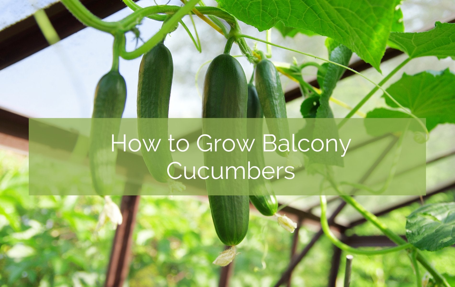 How To Grow Balcony Cucumbers Up On The Rooftop