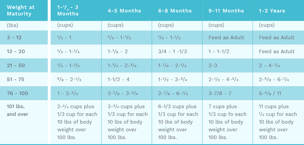 How Much Should You Feed Your Puppy Bidabest Pet Food