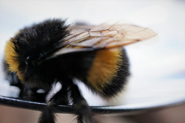 Bumblebee Flight Defies Physics Bee Mission