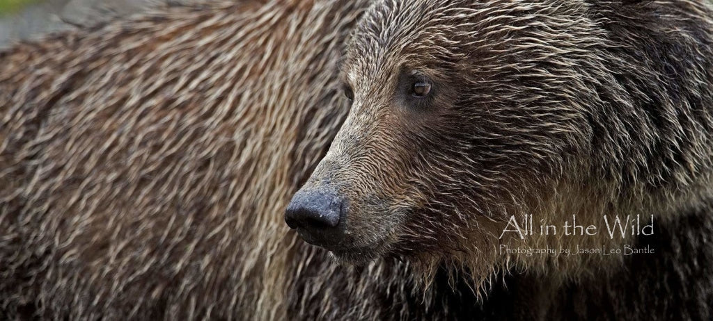 Grizzly Bears All In The Wild