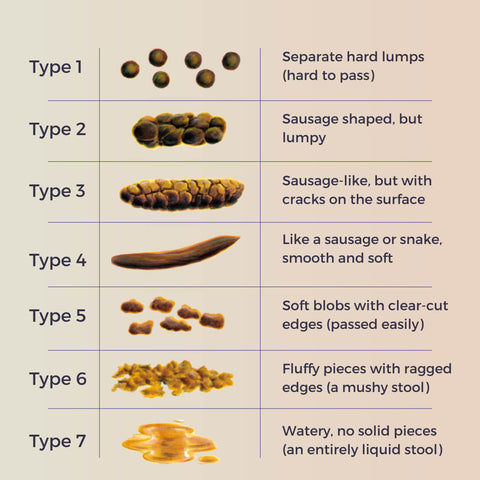 Poop Types Guide What Does Your Poo Say About You Bodybio