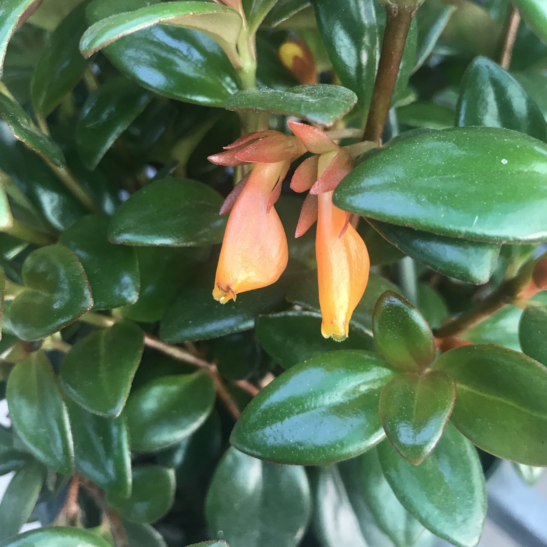 Columnea Gloriosa Black Gold Goldfish Plant Magic Valley Gardens