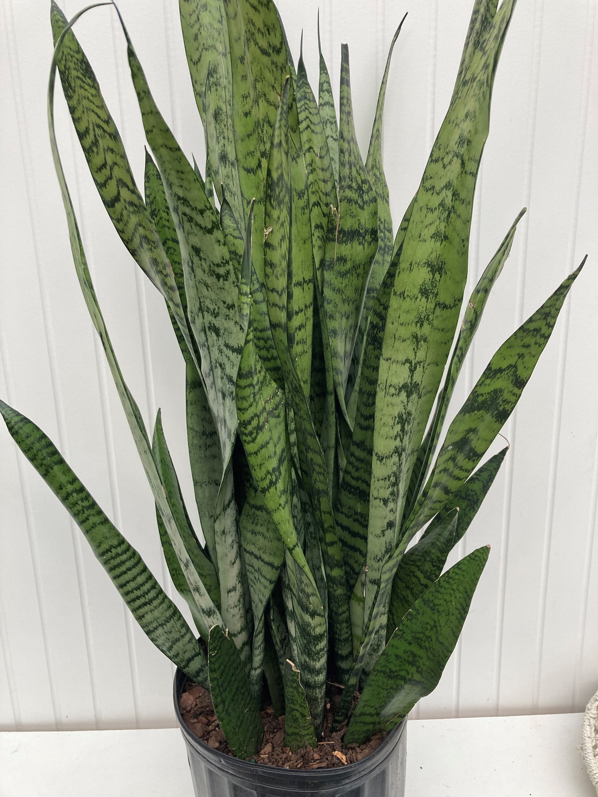 Sansevieria Trifasciata Zeylanica Langue De Belle Mere Snake Pla Faucher Botanix