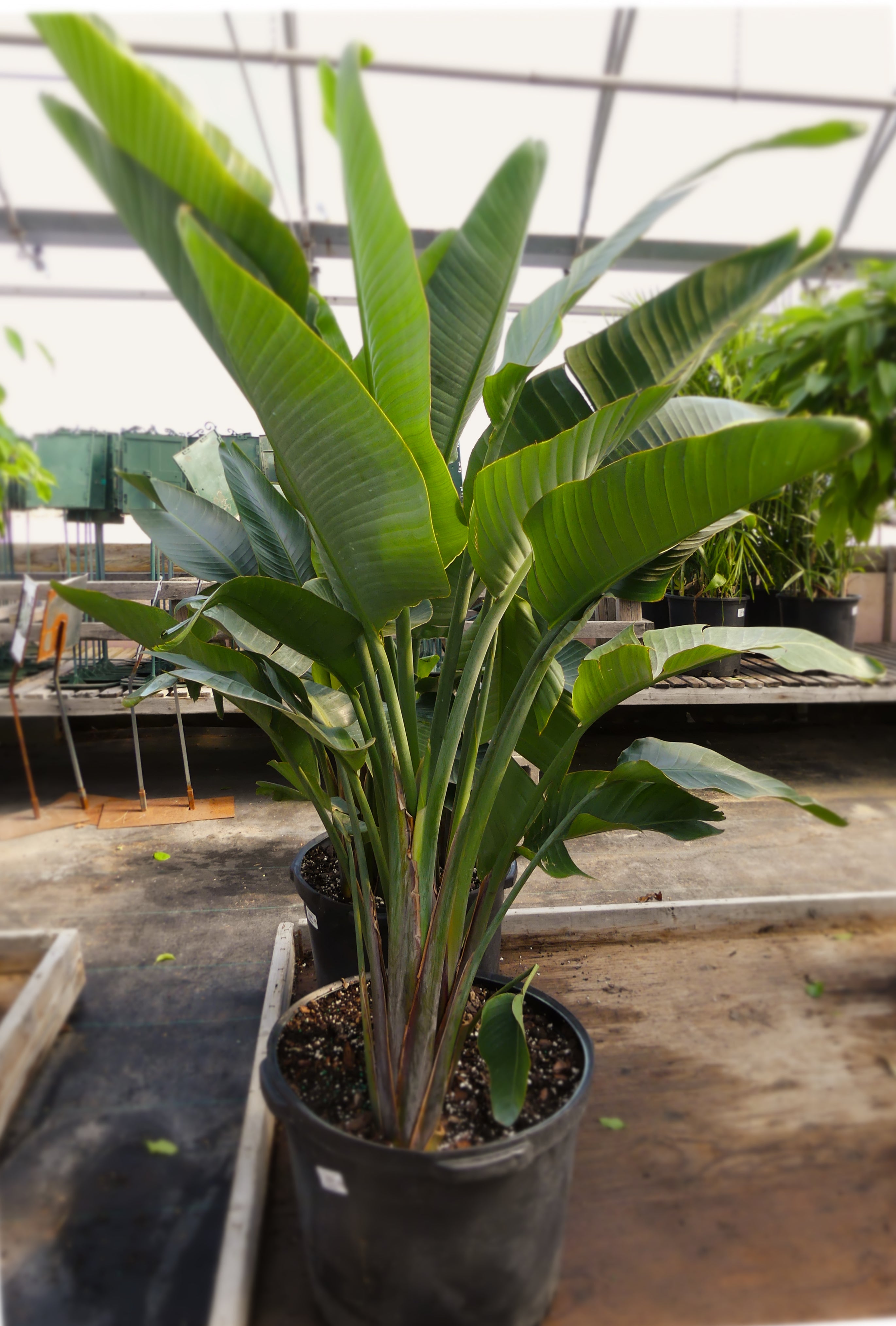 Strelitzia Nicolai Oiseau Du Paradis White Bird Of Paradise Faucher Botanix