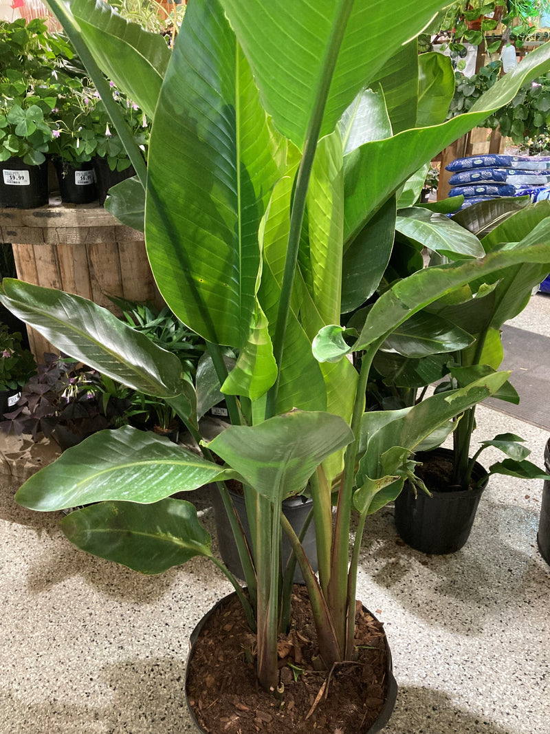 Strelitzia Nicolai Oiseau Du Paradis White Bird Of Paradise Faucher Botanix