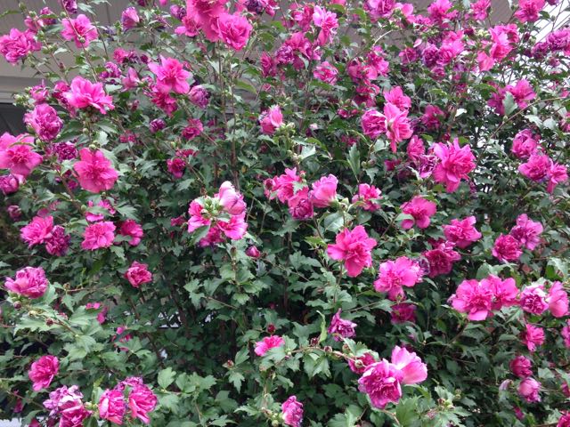 Lucy Rose Of Sharon Hibiscus 1 Gallon Unique Ruffled Pink Flowers Online Orchards
