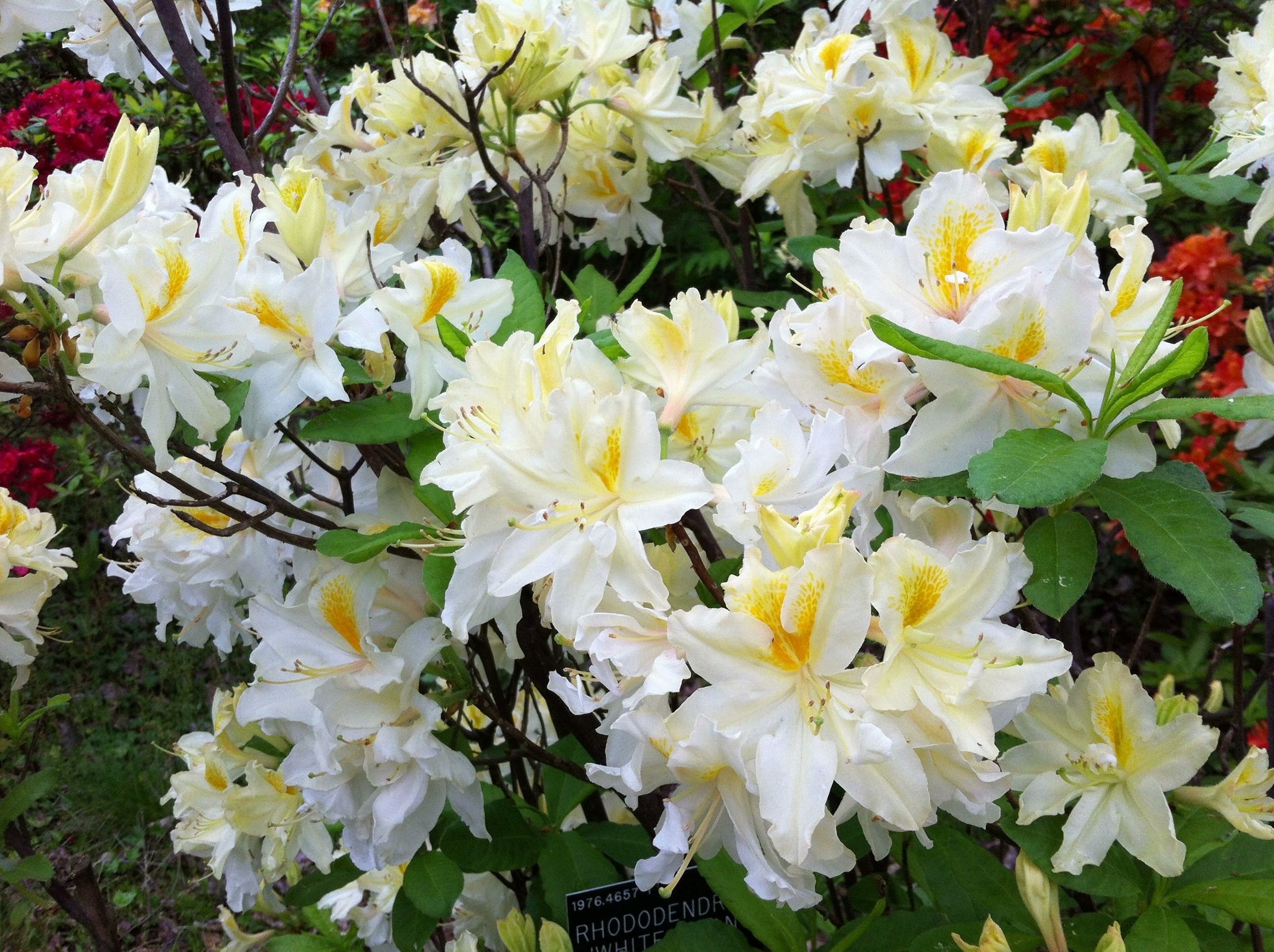Northern Hi Lights Azalea Shrub Creamy White Blossoms Splashed With Online Orchards