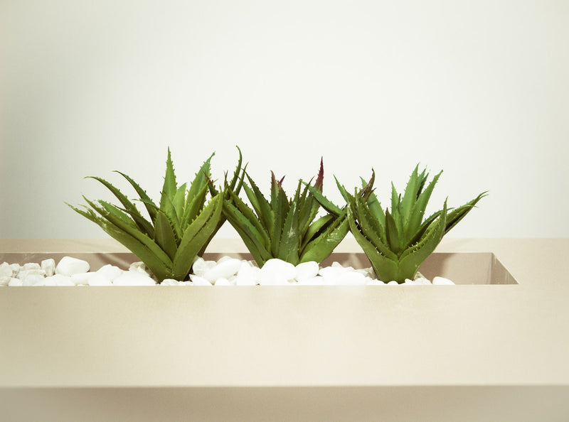12 Healthy Benefits Of Aloe Vera For Hair Root2tip