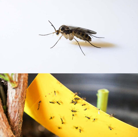 Want To Get Rid Of Annoying House Plant Fungus Gnats Quickly And Cheap Ladybirdplantcare Co Uk