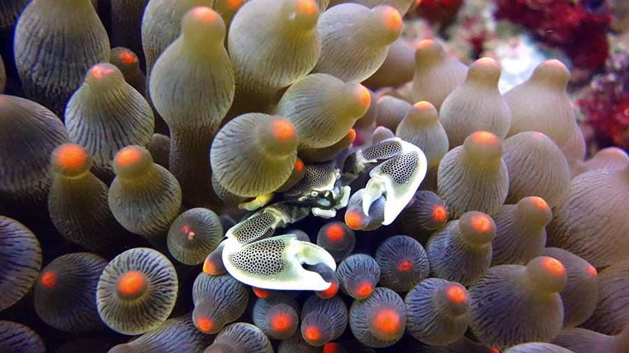 10 Different Types Of Coral Reef Species Citrus Reef