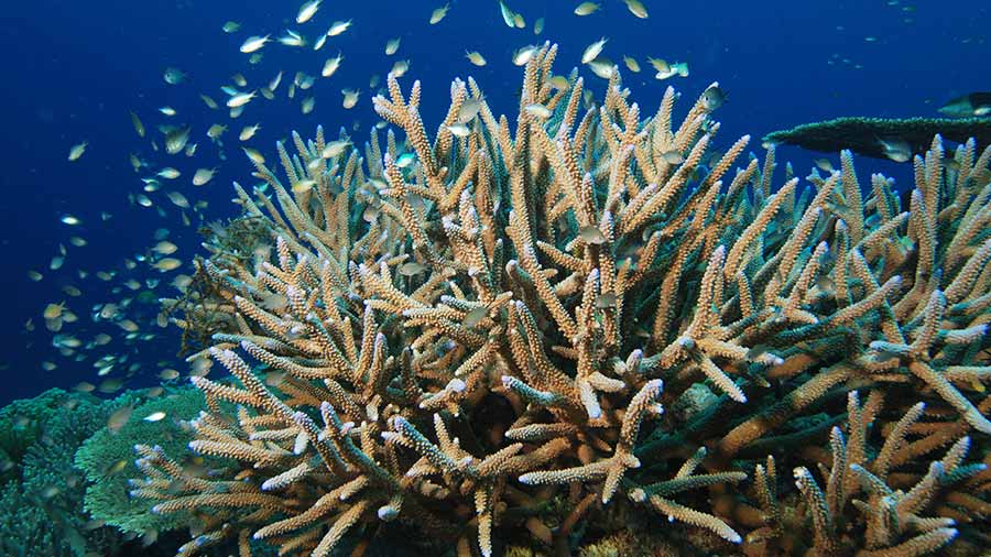 10 Different Types Of Coral Reef Species Citrus Reef