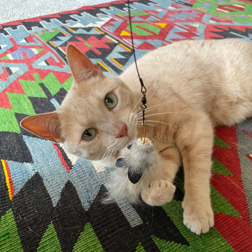 Roar A Shop For Cat Lovers