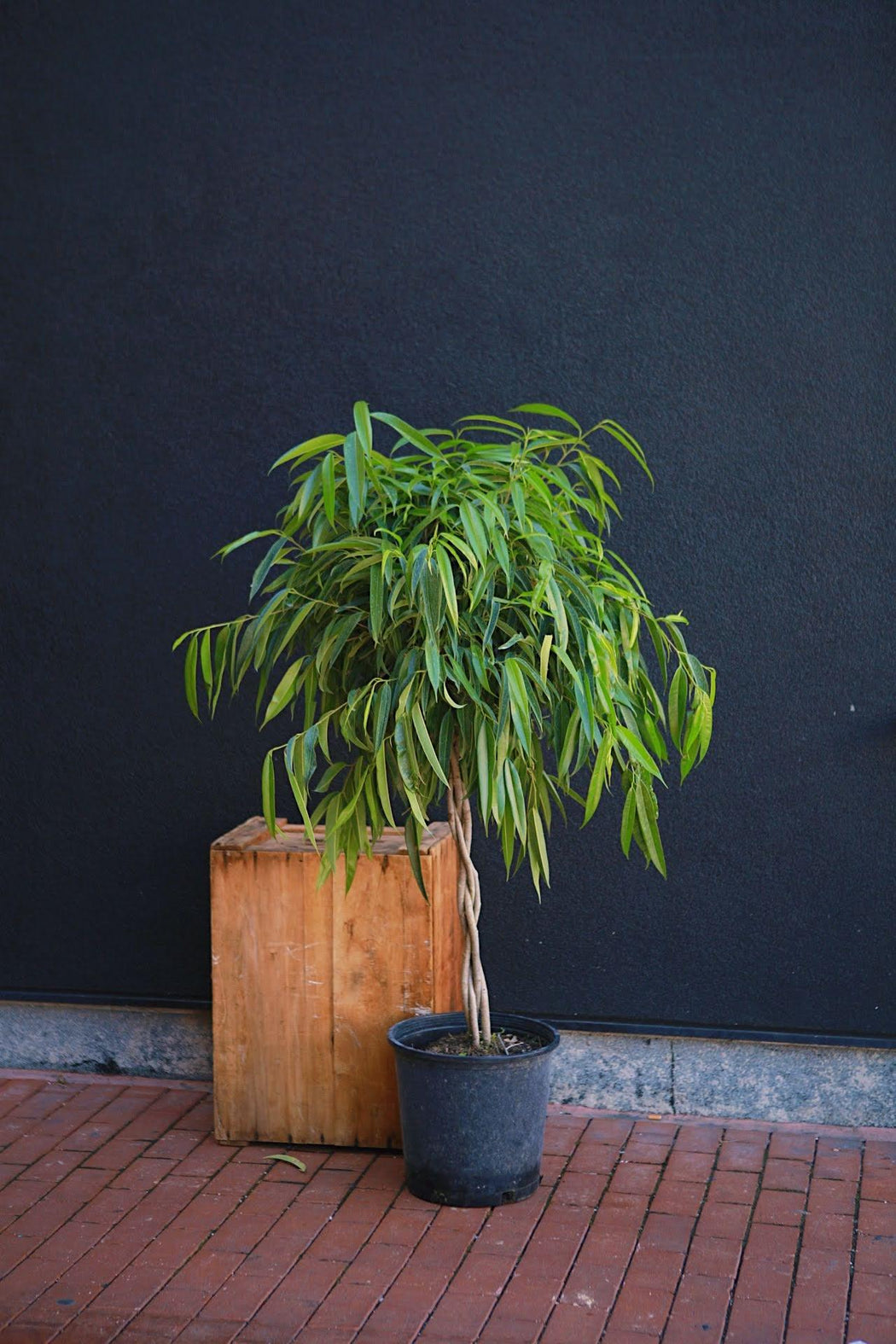 Ficus Alii Rewild