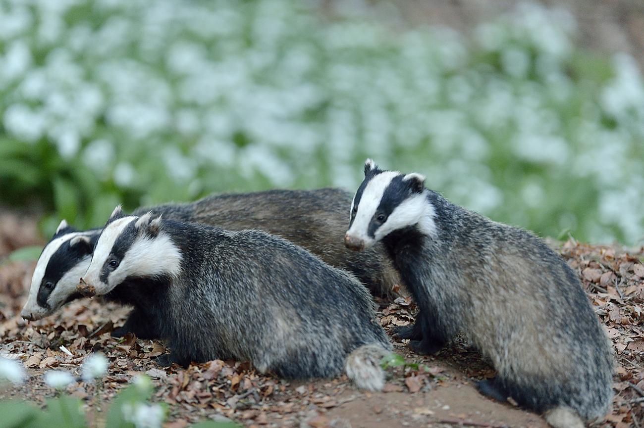 Badgers Facts Endangerment Saving Bare Kind