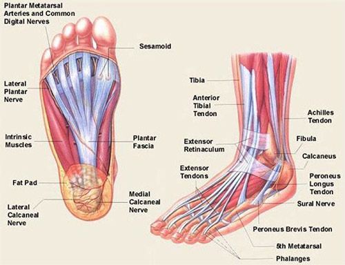 Feet 101 Thetoespacer