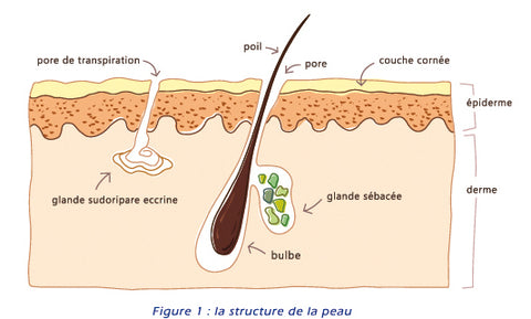 Les Pores De Peau Ces Incompris Mu Skincare