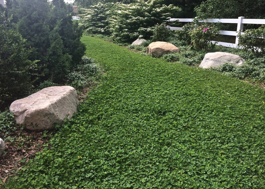 Pt 767 Dog Park Eco Lawn Mix With Microclover Pro Time Lawn Seed
