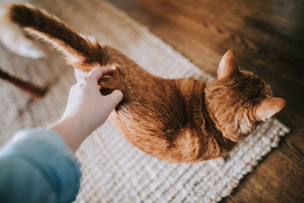 8 Ways To Spoil Your Cat