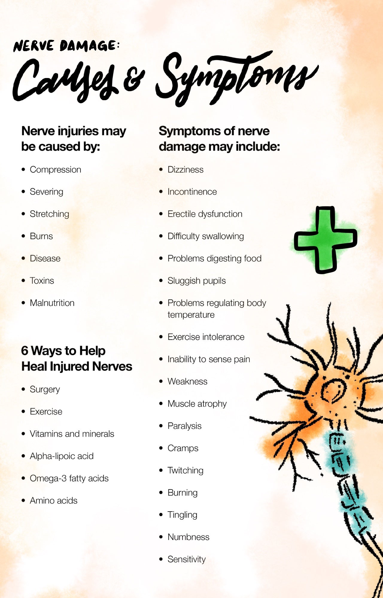Nerve Regeneration Possible To Reverse The Effects Of Nerve Damage The Amino Company
