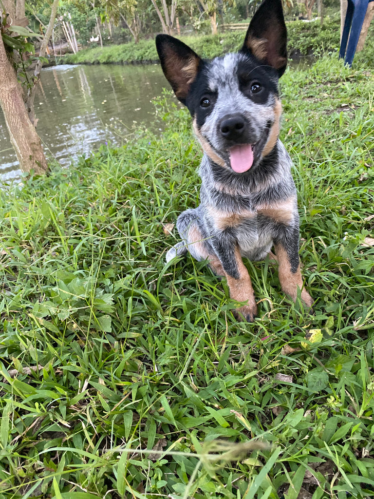 Camada 2 Fotos Pastor Ganadero Australiano Gr Cachorros Heeler Grupo Paga