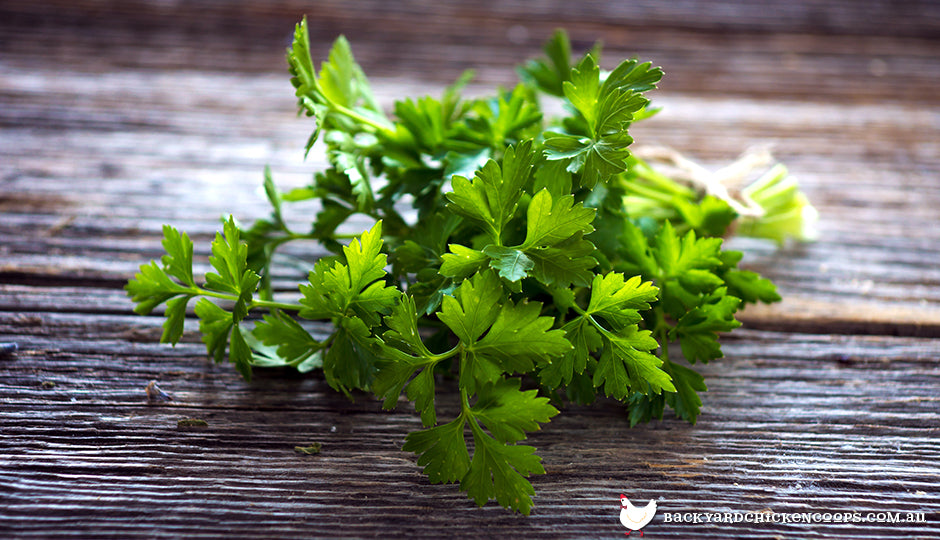 The Health Benefits Of Parsley For Your Chickens
