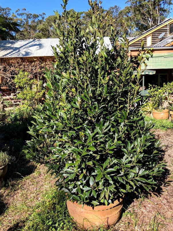 Bay Tree Laurus Nobilis Plant Bay Leaves Mudbrick Herb Cottage