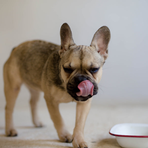 Raw Dog Food Stockists Near Me Poppy S Picnic