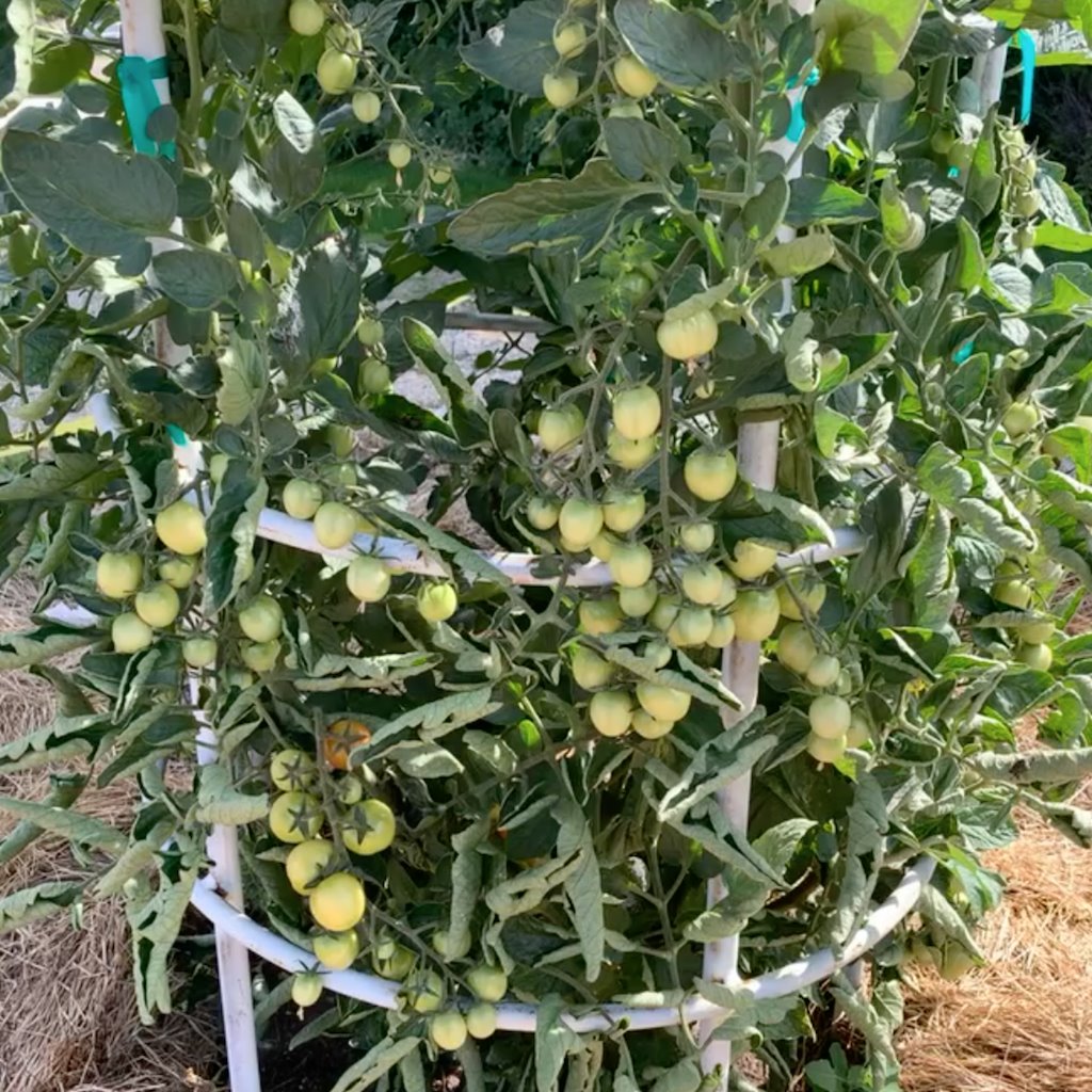 Fruit Tree Fertilizer Chicken Soup For The Soil 64oz All Natural Dr Jimz