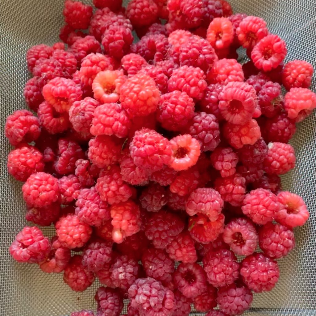 Fruit Tree Fertilizer Chicken Soup For The Soil 64oz All Natural Dr Jimz