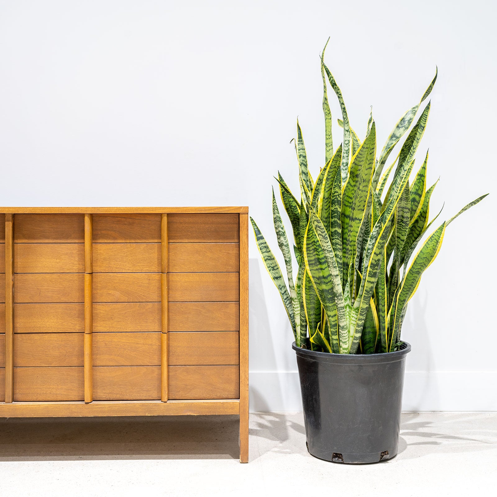 How To Take Care Of Snake Plant Plant Care And Tips Jomo Studio