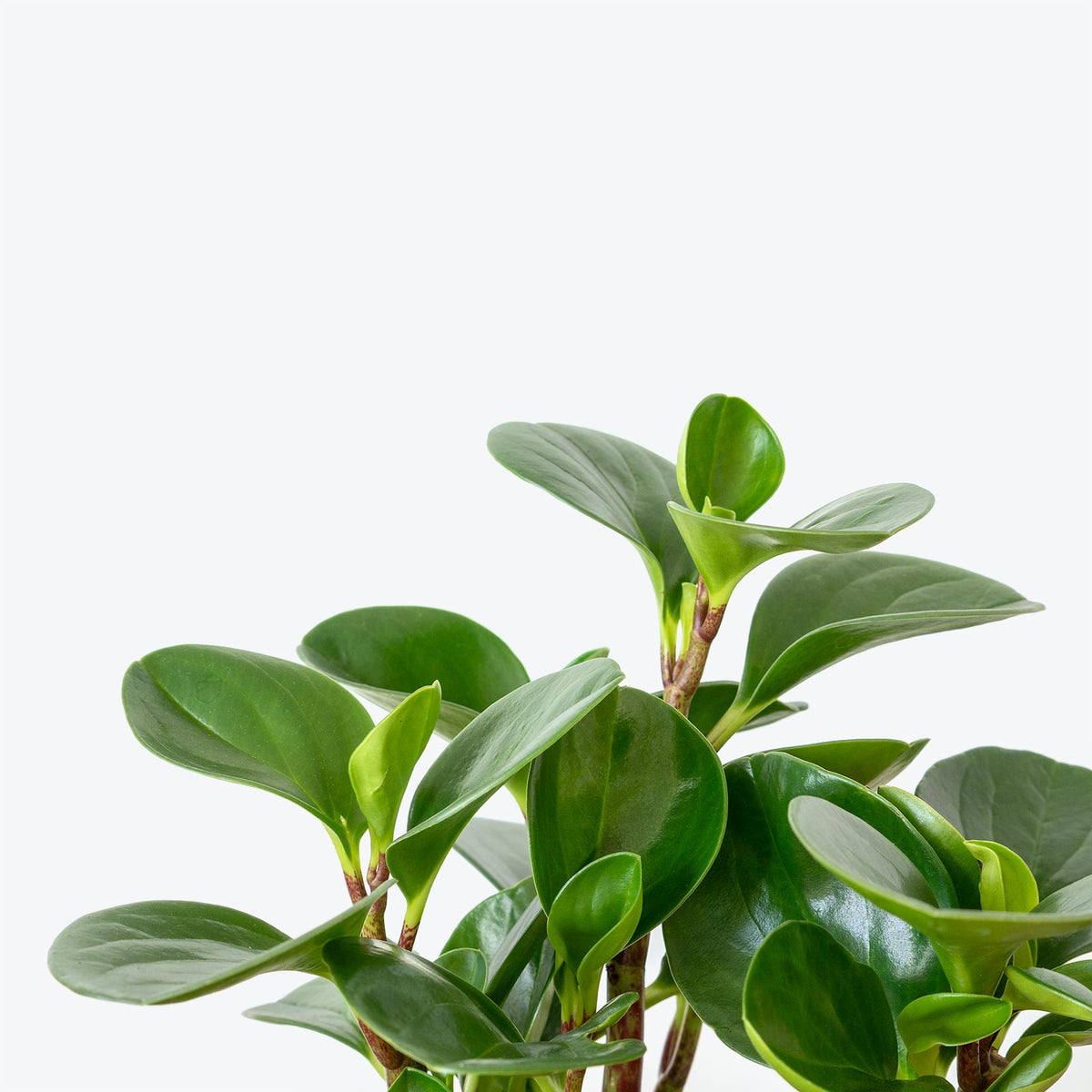 Peperomia Obtusifolia House Plants Delivery Toronto Jomo Studio
