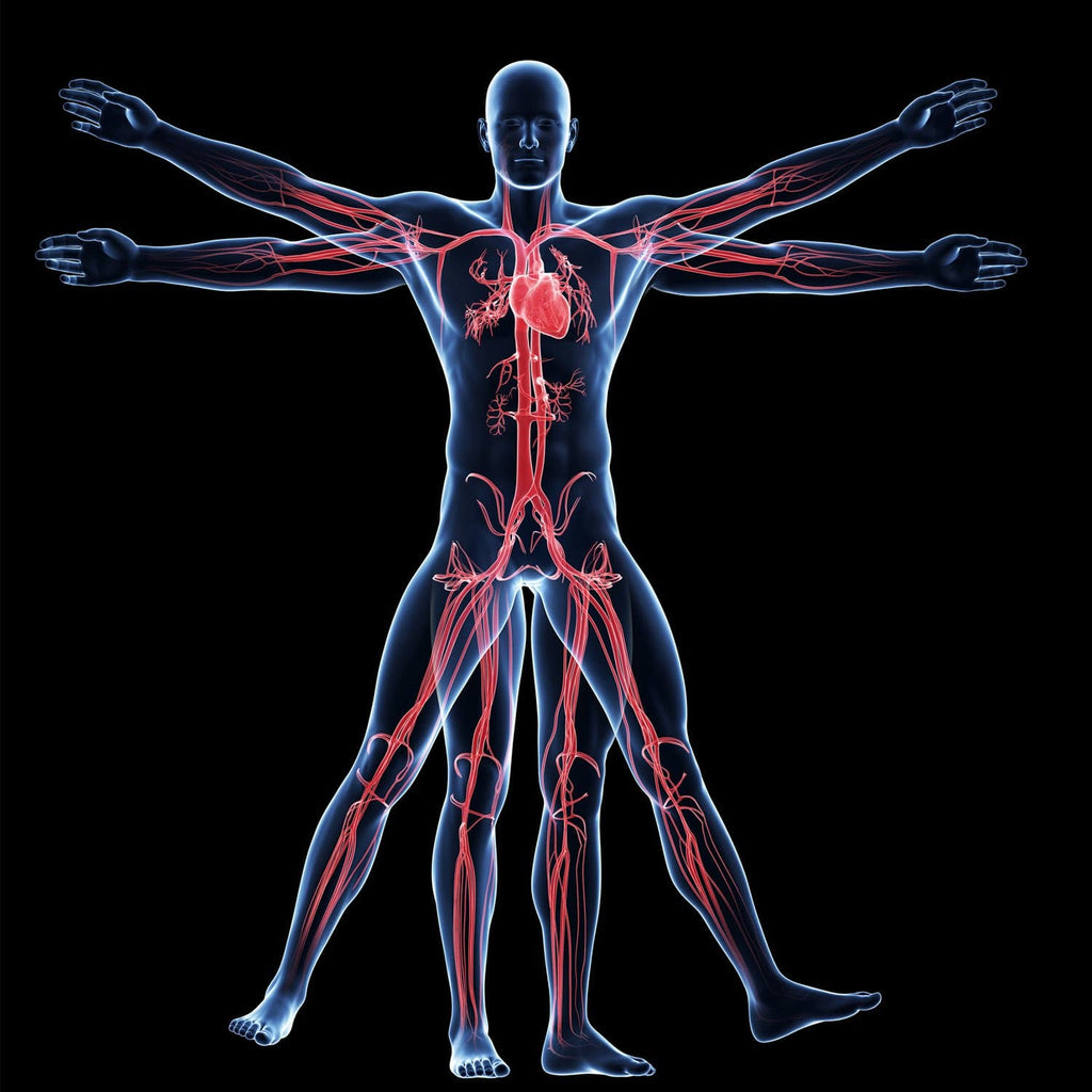 Anatomy And Physiology Sci320 The American Academy