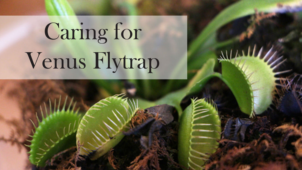 Venus Flytrap Care Southside Plants