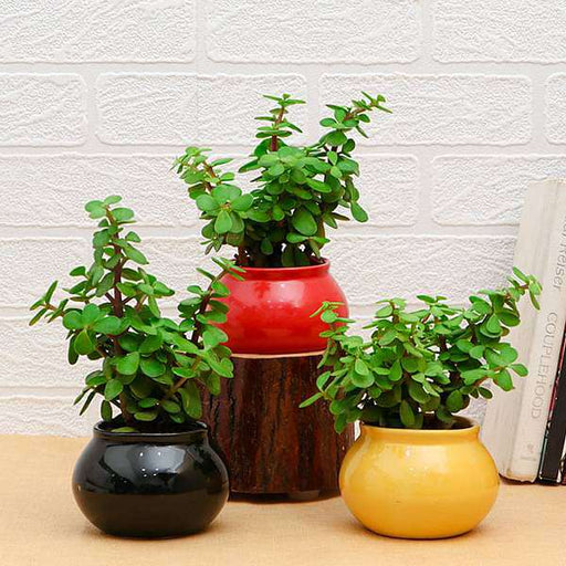 Buy 6000 Plants Seeds Pots Online At Nursery Live At Lowest Prices Nurserylive