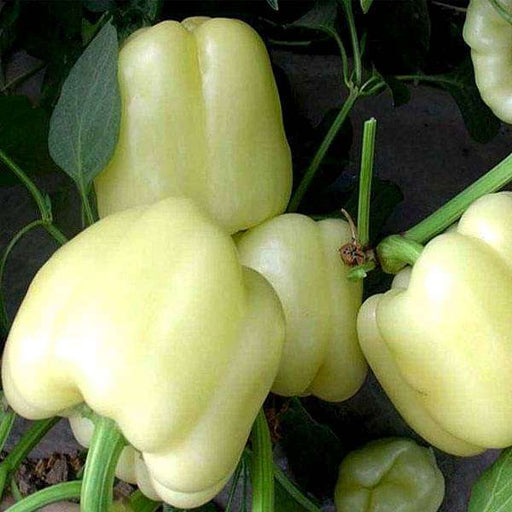 Buy Exotic Vegetable Seeds Online From Nurserylive At Lowest Price