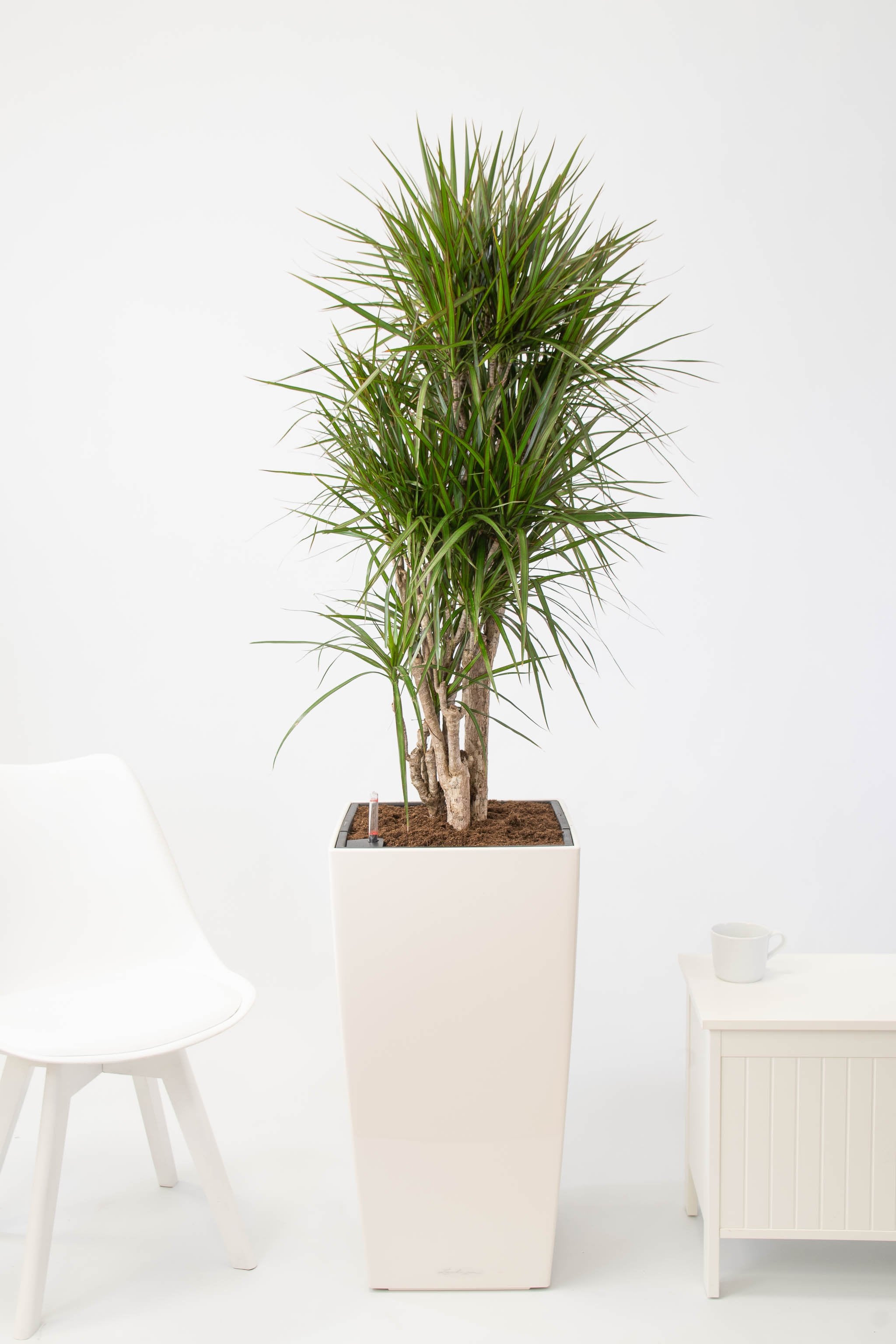 Dragon Tree Marginata In 40cm Self Watering Pot House Of Plants