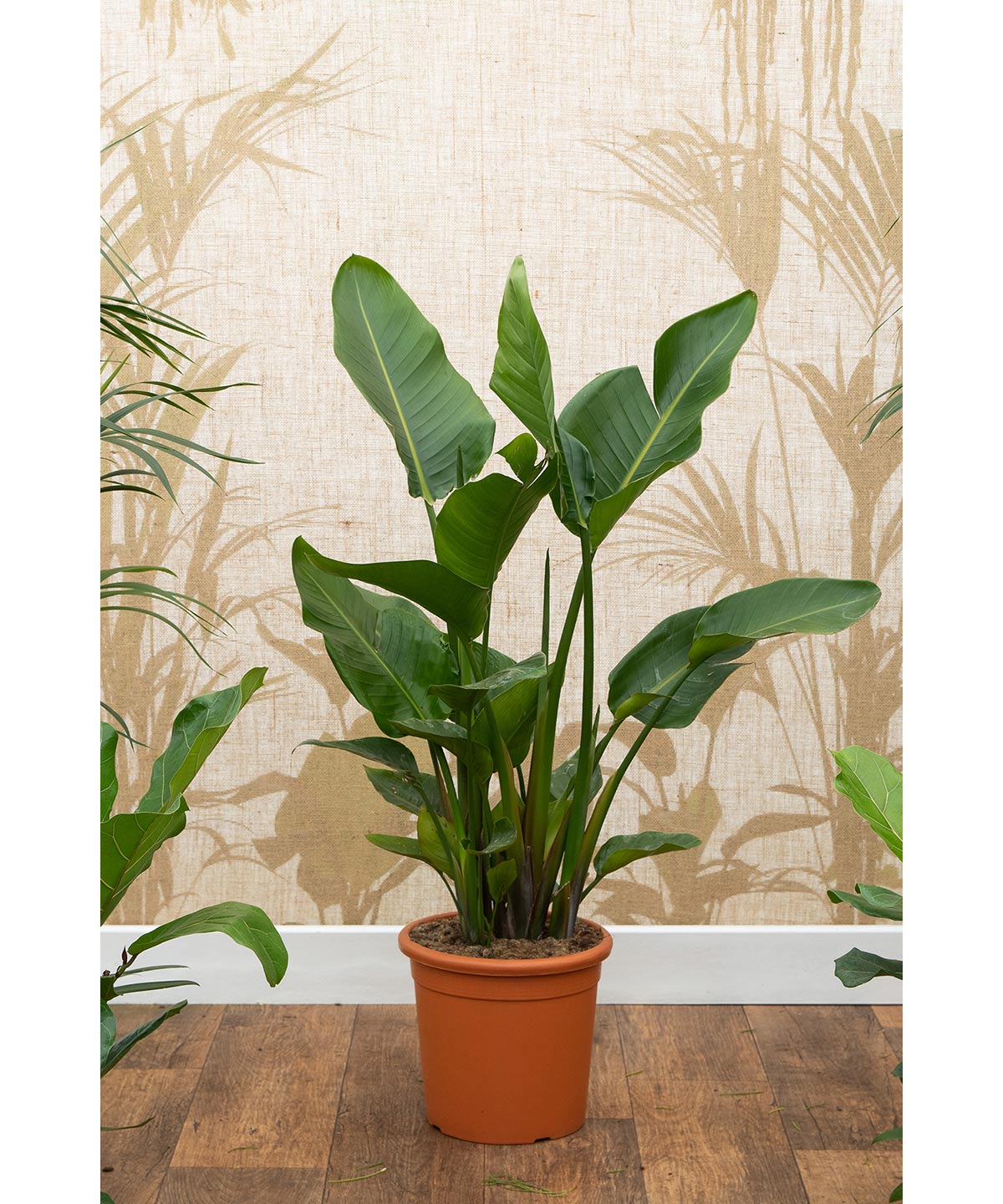 Giant White Bird Of Paradise Strelitzia Nicolai House Of Plants