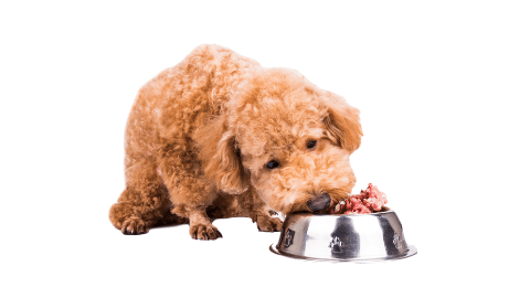 Raw Dog Food Diet For Beginners We Feed Raw So Can You