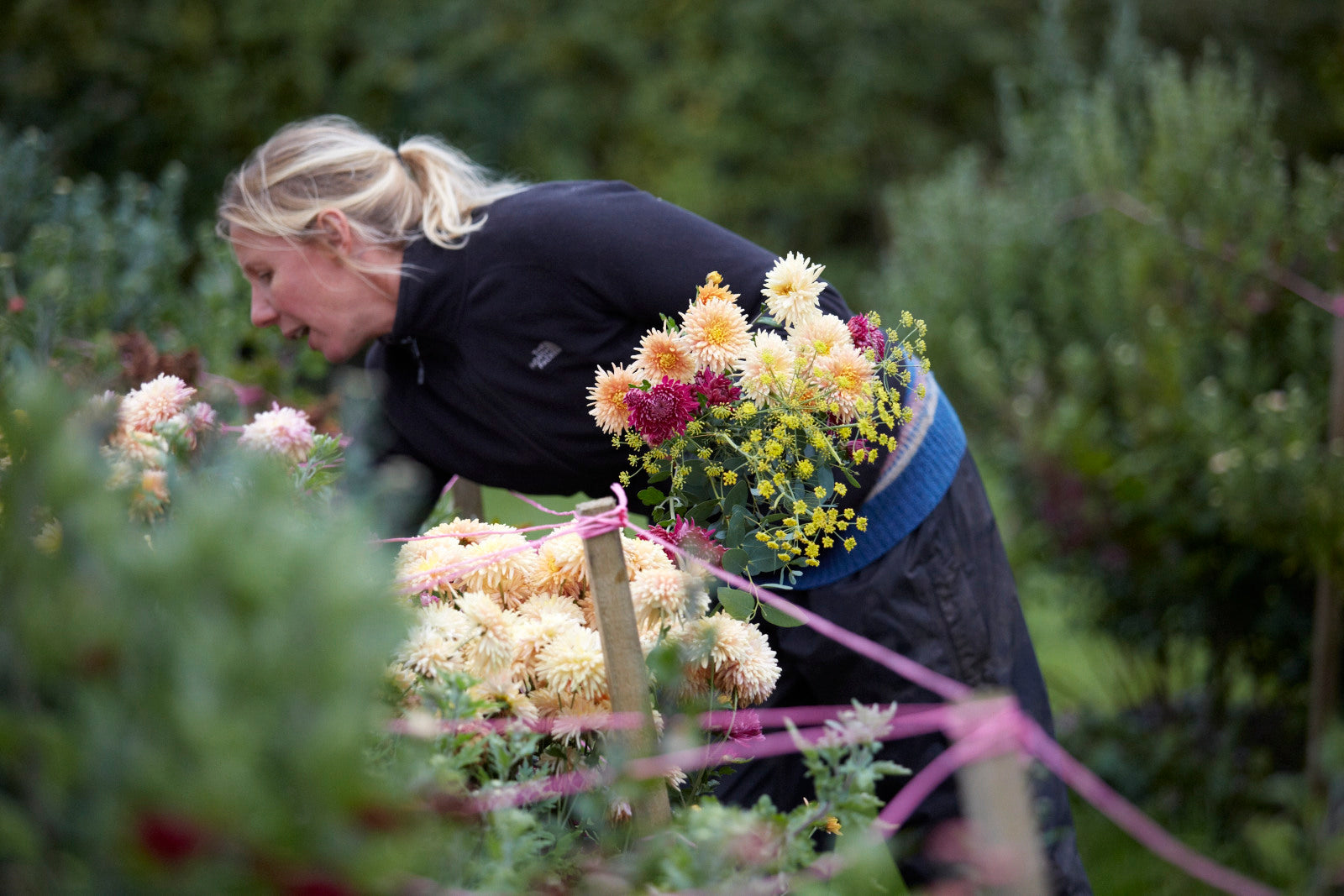 Season Of Mists And Mellow Fruitfulness Electric Daisy Flower Farm