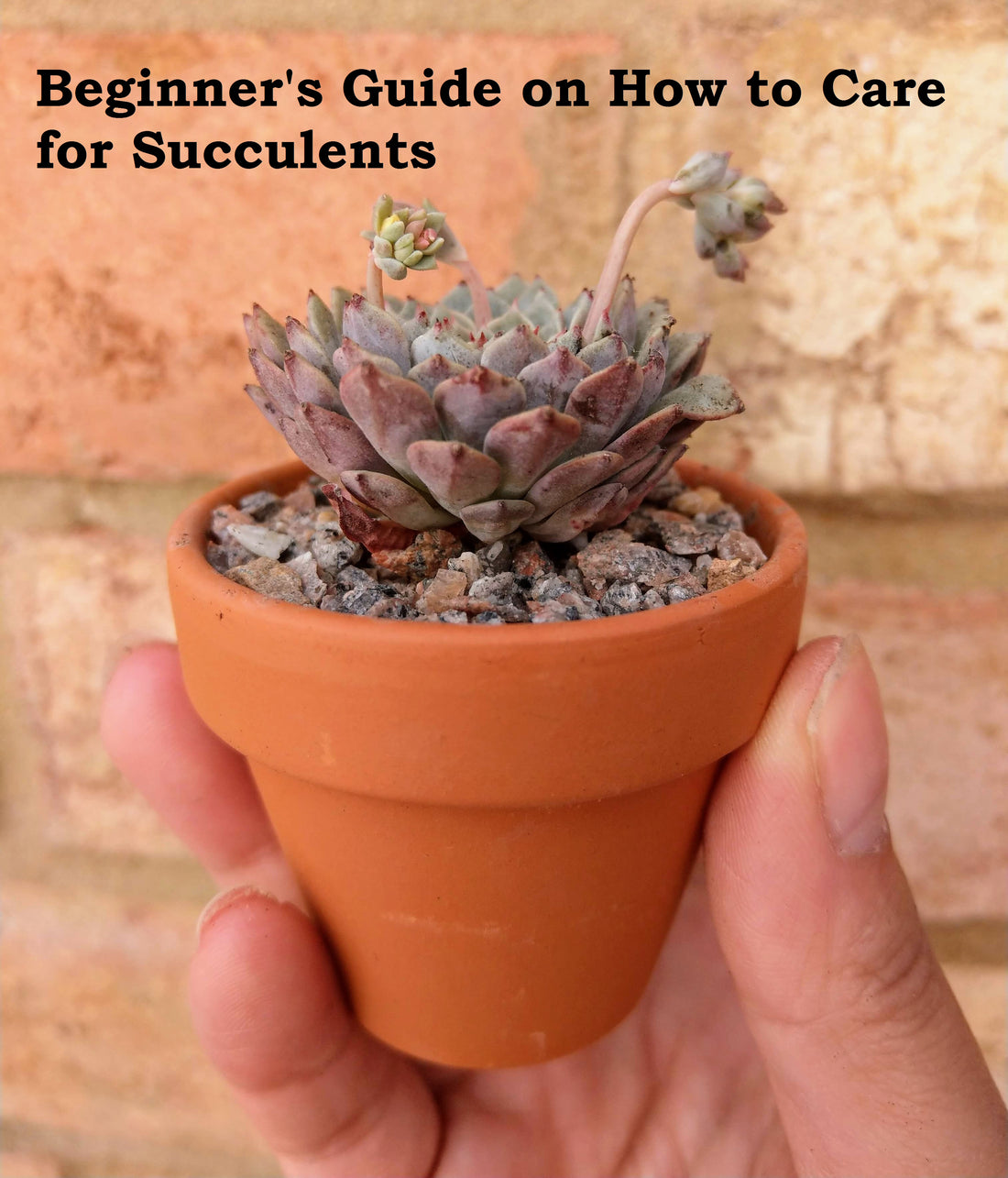 Succulent Care For Beginner Zying