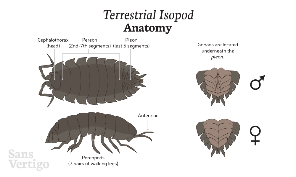 Care Sheet Terrestrial Isopods Slaters Pillbugs And Woodlice Sans Vertigo