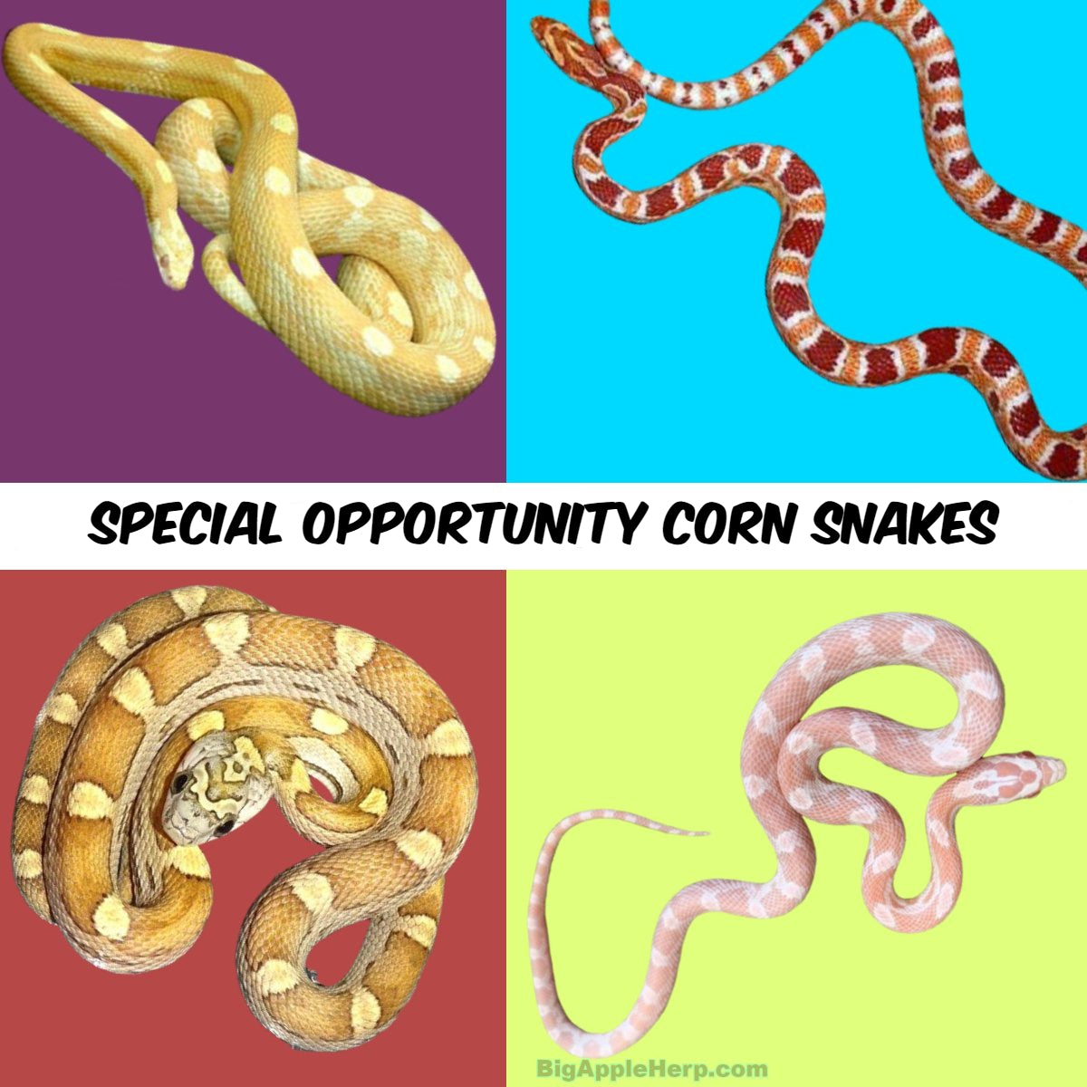 Other Available Corn Snakes For Sale Big Apple Pet Supply