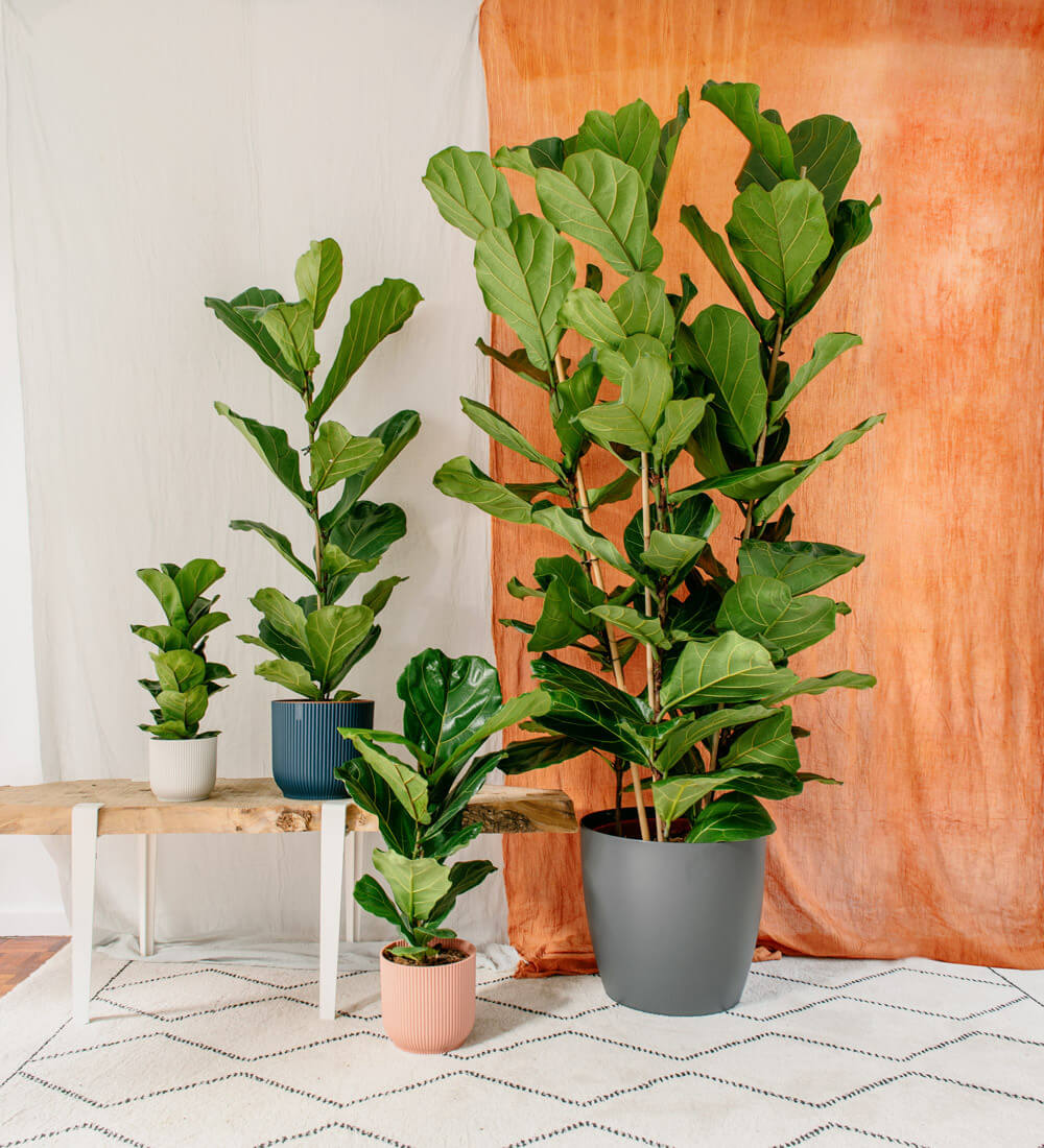 Fiddle Leaf Fig Indoor Ficus Lyrata Beards Daisies