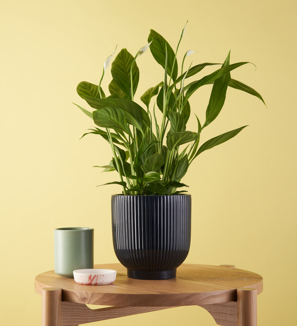 Peace Lily Ceramic Pot Beards Daisies