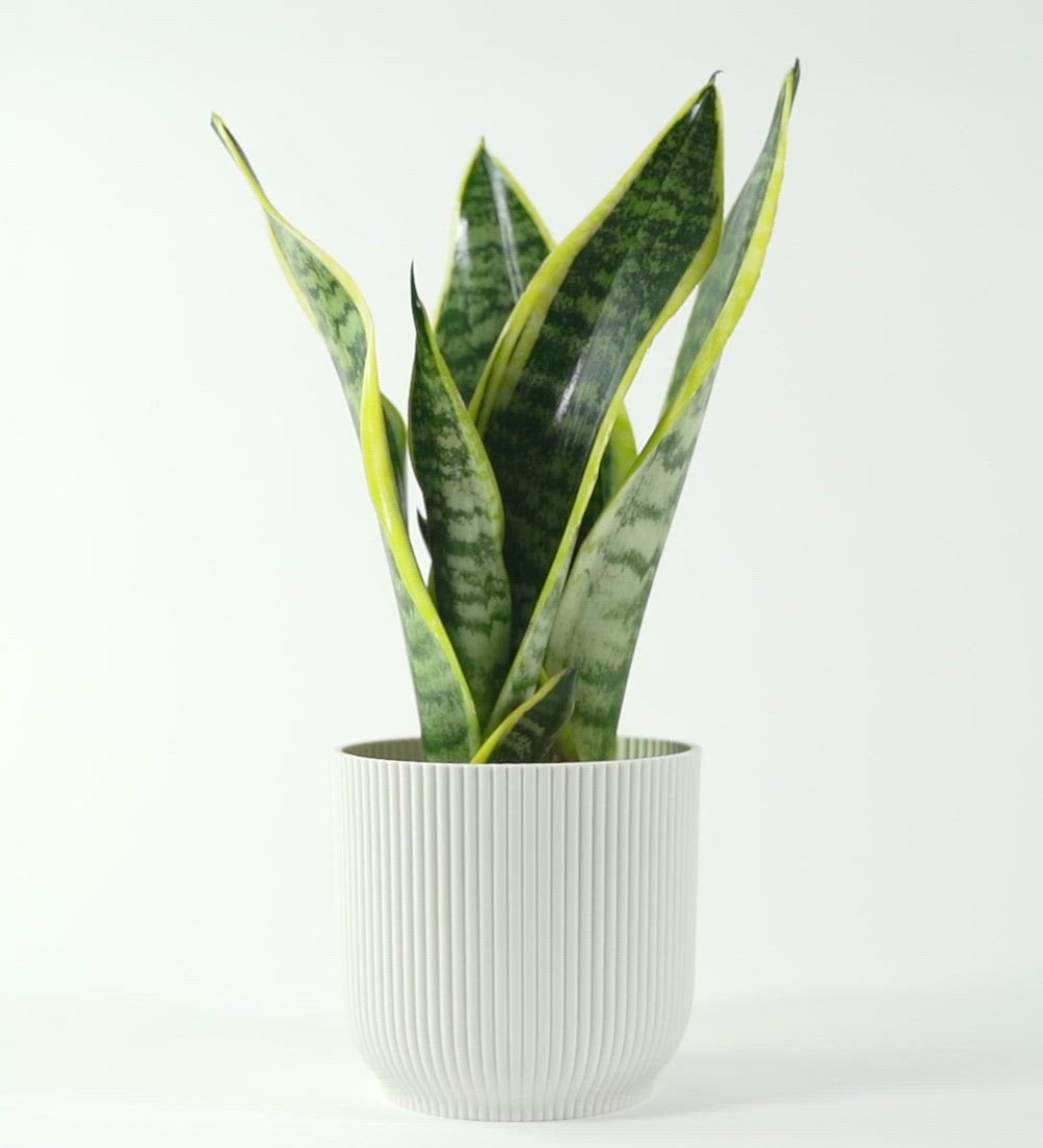 Snake Plant Mother In Law S Tongue Or Sansevieria Laurentii Beards Daisies