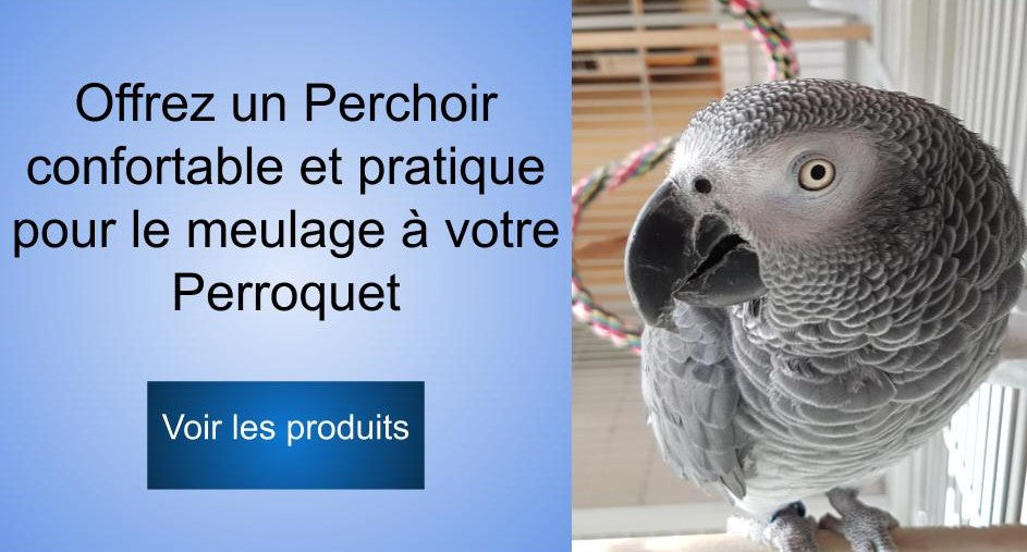 Combien Coute Un Perroquet Perroquet Royal