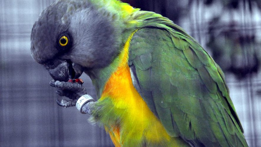 Combien De Temps Vie Un Perroquet Liste Complete Perroquet Royal