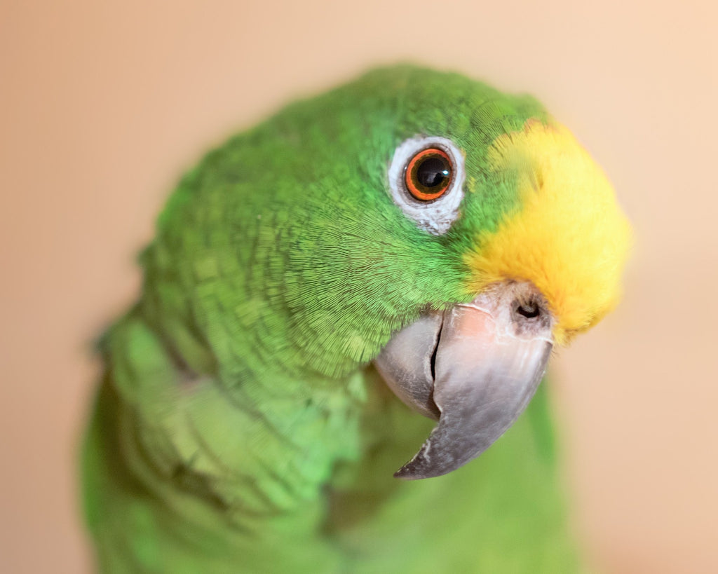 Top 10 Des Meilleurs Perroquets Qui Parlent Perroquet Royal